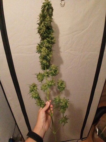 Growreport Bild 8
