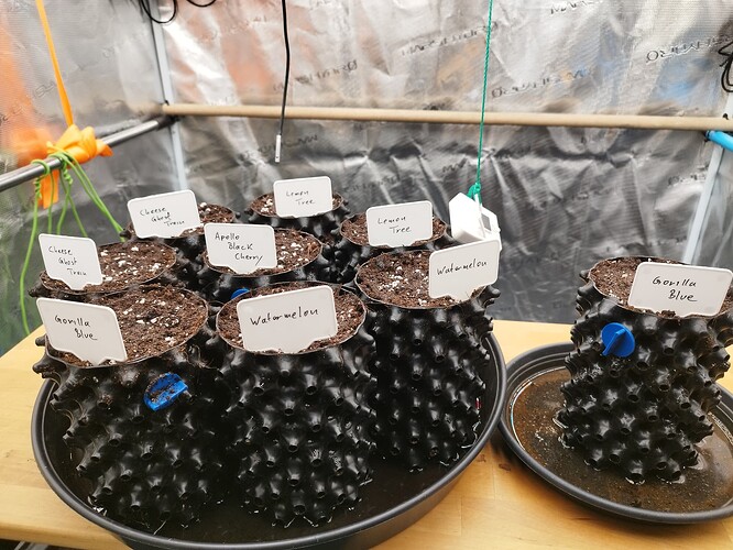 Growreport Bild 5