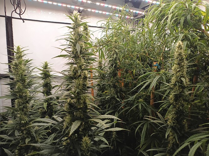 Growreport Bild 6