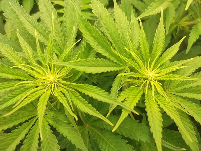 Growreport Bild 4