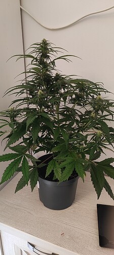 Growreport Bild 3
