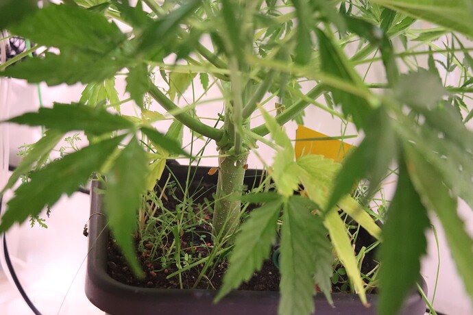 Growreport Bild 4