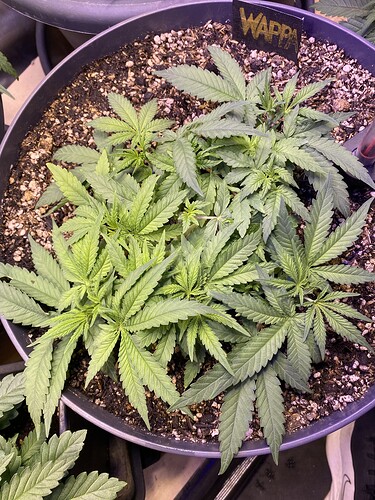 Growreport Bild 12