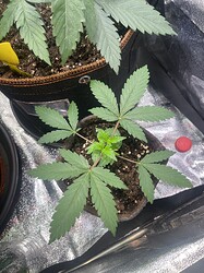 Growreport Bild 7