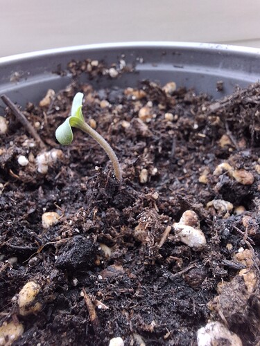 Growreport Bild 17
