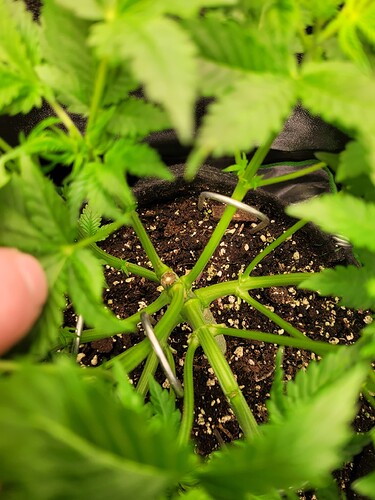 Growreport Bild 11