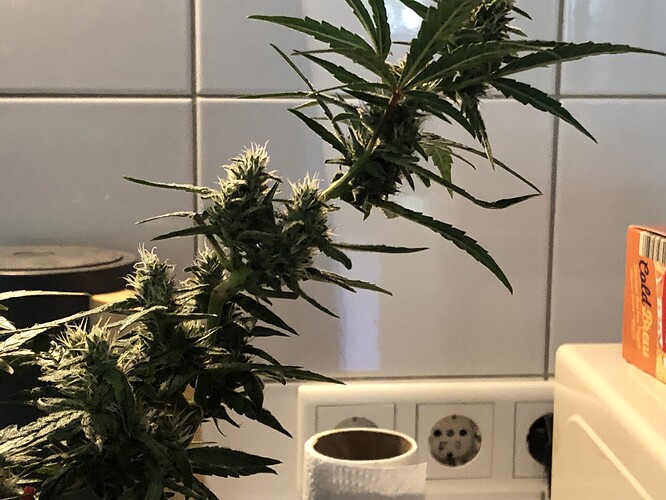 Growreport Bild 5