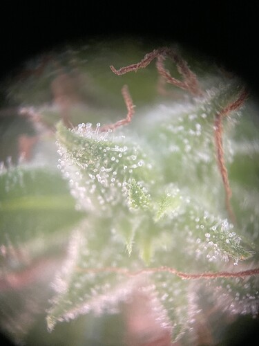 Growreport Bild 13