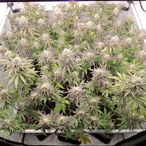 Growreport Bild 16