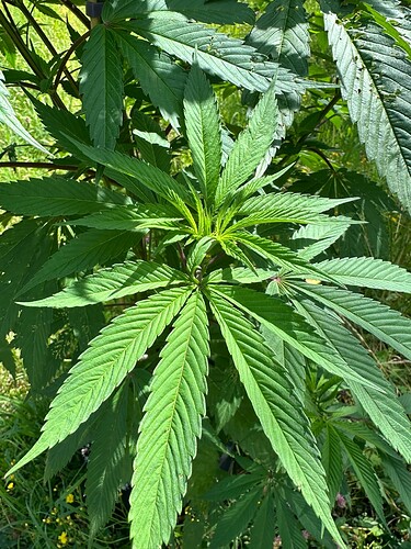 Growreport Bild 7