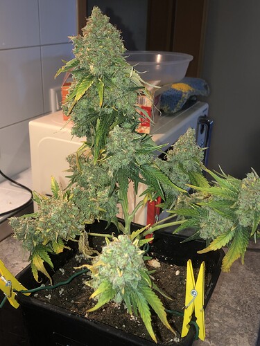 Growreport Bild 2