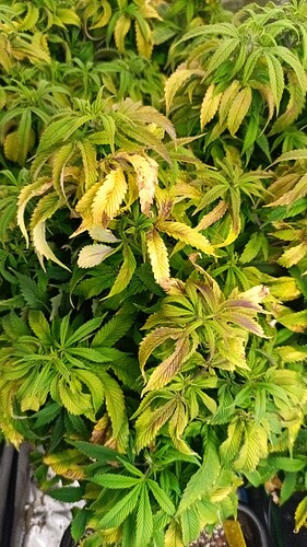 IMG_20250222_163546_7