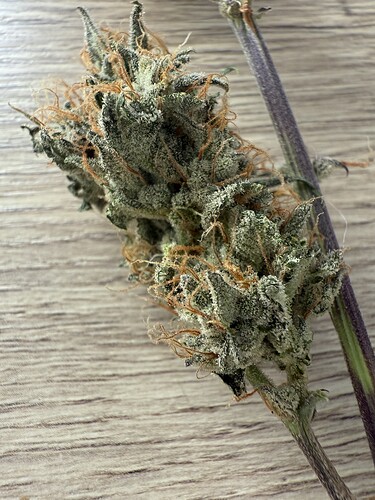 Growreport Bild 4