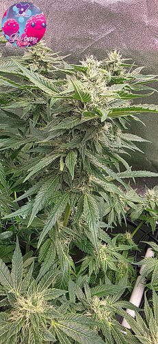 Growreport Bild 33