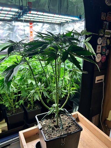 Growreport Bild 3