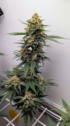 Growreport Bild 6