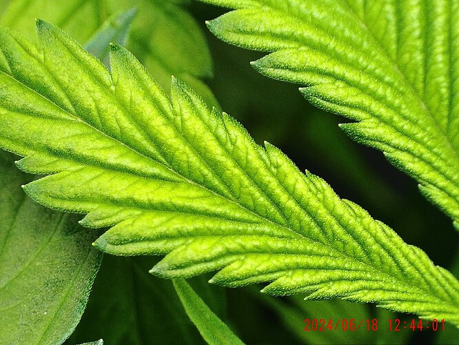 CHD00096