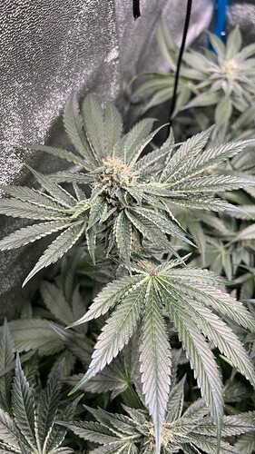 Growreport Bild 4