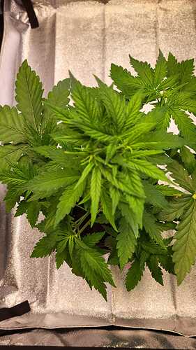 Growreport Bild 20