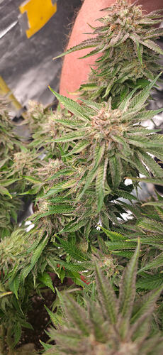 Growreport Bild 15