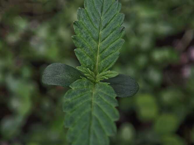 Growreport Bild 8