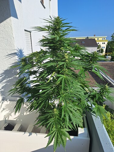 Growreport Bild 26