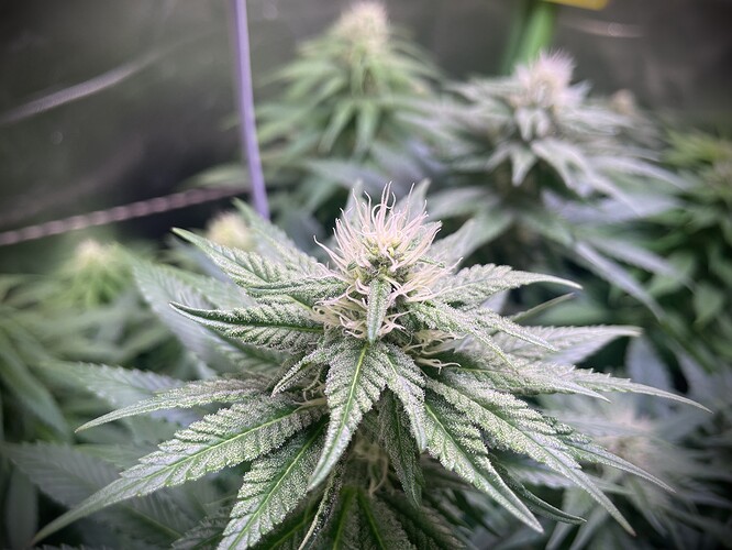 Growreport Bild 7