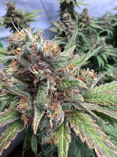 Growreport Bild 49