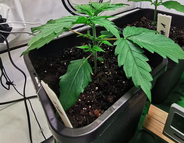 Growreport Bild 8