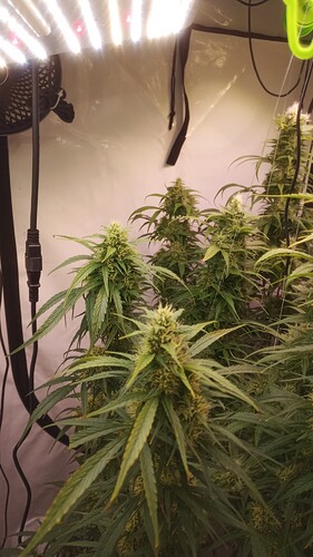 Growreport Bild 13