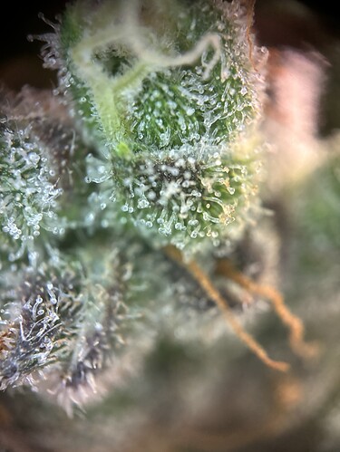 Growreport Bild 1