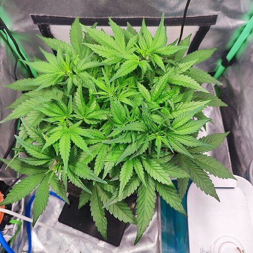 Growreport Bild 3