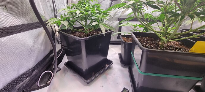 Growreport Bild 9