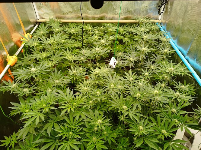 Growreport Bild 6