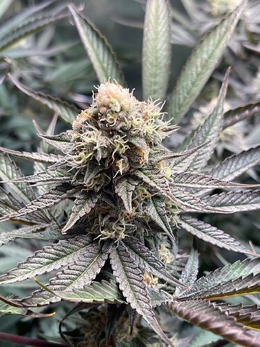 Growreport Bild 9