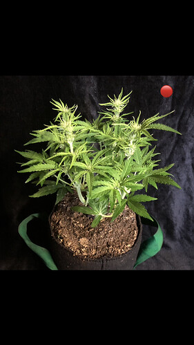 Growreport Bild 5