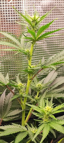 Growreport Bild 14