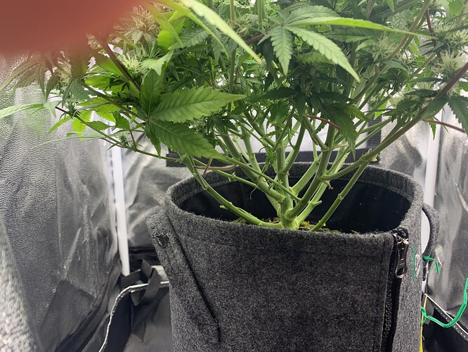Growreport Bild 2