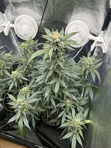 Growreport Bild 2