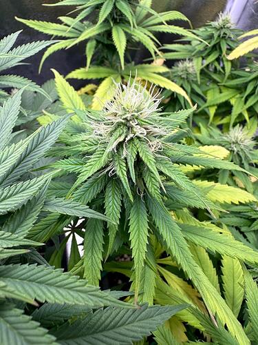 Growreport Bild 23