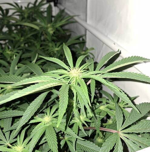 Growreport Bild 8
