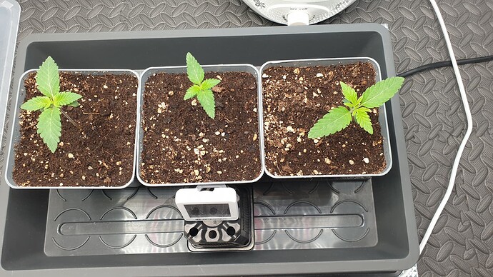 Growreport Bild 1