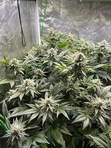 Growreport Bild 8