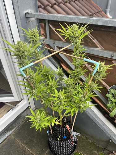 Growreport Bild 1