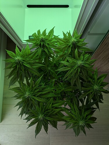 Growreport Bild 3