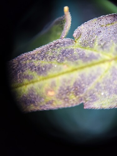 Growreport Bild 6