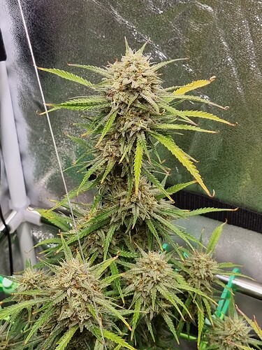 Growreport Bild 12