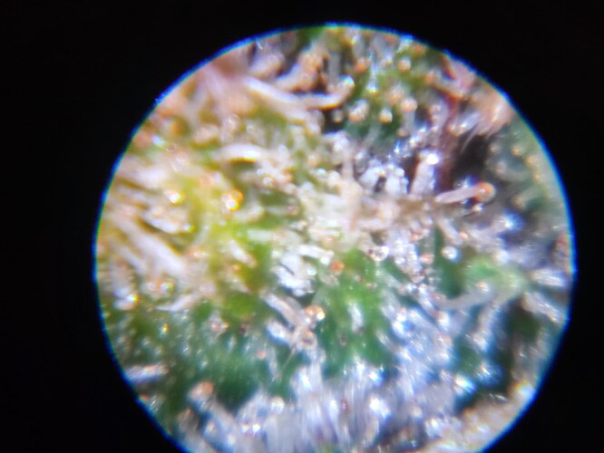 Growreport Bild 30