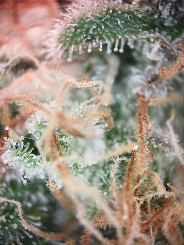 Growreport Bild 17