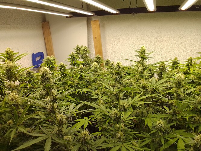 Growreport Bild 4